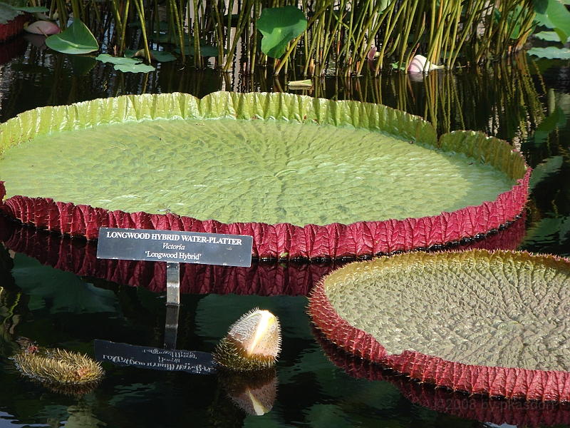 291 Longwood Gardens [2008 August 23].JPG - Longwood Gardens in Pennsylvania